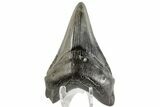Fossil Megalodon Tooth - South Carolina #166096-1